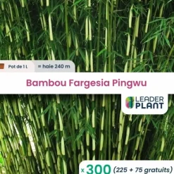 LEADERPLANT - 300 x bambou fargesia pingwu en pot de 1 l