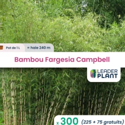 LEADERPLANT - 300 x bambou fargesia campbell en pot de 1 l