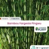 LEADERPLANT - 11 x bambou fargesia pingwu en pot de 5 l