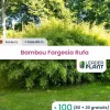 LEADERPLANT - 100 x bambou fargesia campbell en pot de 2 l