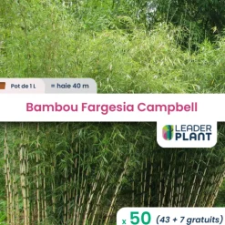 LEADERPLANT - 50 x bambou fargesia campbell en pot de 1 l