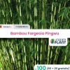 LEADERPLANT - 100 x bambou fargesia pingwu en pot de 1 l