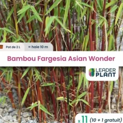 LEADERPLANT - 11 x bambou fargesia asian wonder en pot de 2 l