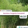 LEADERPLANT - 11 x bambou fargesia campbell en pot de 10 l