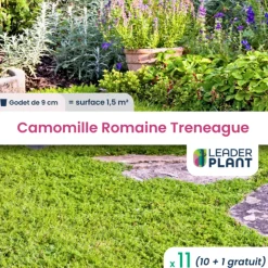 LEADERPLANT - 11 x camomille romaine treneague en godet