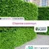 LEADERPLANT - 50 x charme commun en godet