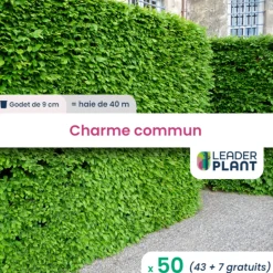 LEADERPLANT - 50 x charme commun en godet