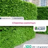 LEADERPLANT - 100 x charme commun en godet