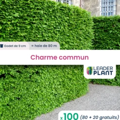 LEADERPLANT - 100 x charme commun en godet