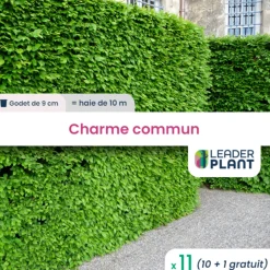 LEADERPLANT - 11 x charme commun en godet