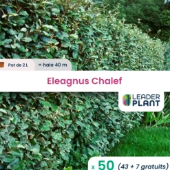 LEADERPLANT - 50 x eleagnus ebbingei en pot de 2 l