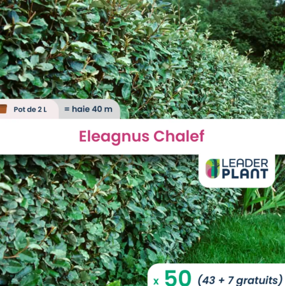 LEADERPLANT - 50 x eleagnus ebbingei en pot de 2 l