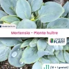 LEADERPLANT - 11 x mertensia au goût d'huitre en godet