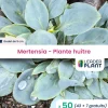LEADERPLANT - 50 x mertensia au goût d'huitre en godet