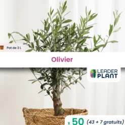 LEADERPLANT - 50 x olivier en pot de 3 l