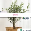 LEADERPLANT - 11 x olivier en godet