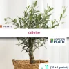 LEADERPLANT - 11 x olivier en pot de 3 l