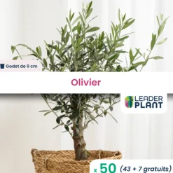 LEADERPLANT - 50 x olivier en godet