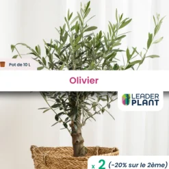 LEADERPLANT - 2 x olivier en pot de 10 l