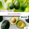 LEADERPLANT - Duo avocatiers - 2 variétés - lots de 6 pots de 7,5 l