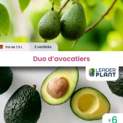 LEADERPLANT - Duo avocatiers - 2 variétés - lots de 6 pots de 7,5 l