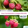 LEADERPLANT - Duo framboisiers longue récolte - 2 variétés - lot de 22 godets