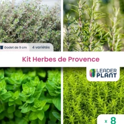 LEADERPLANT - Kit aromatique herbes de provence – 4 variétés- lot de 8 plants en godet