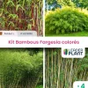 LEADERPLANT - Kit fargesias colorés - 4 variétés - lot de 4 plants en pot de 1 l