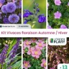 LEADERPLANT - Kit vivaces floraison automne / hiver - 6 variétés - lot de 13 godets