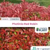 LEADERPLANT - Photinia 'red robin' 50/60
