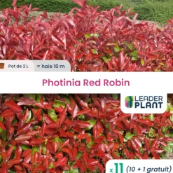 LEADERPLANT - Photinia 'red robin' 50/60