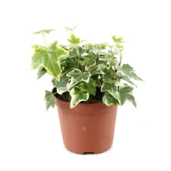 Lierre panaché: pot d.9/10 cm