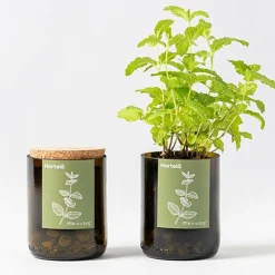 LIFE IN A BAG - Kit bouteille prêt à pousser menthe