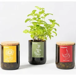 LIFE IN A BAG - Kit bouteille prêt à pousser menthe