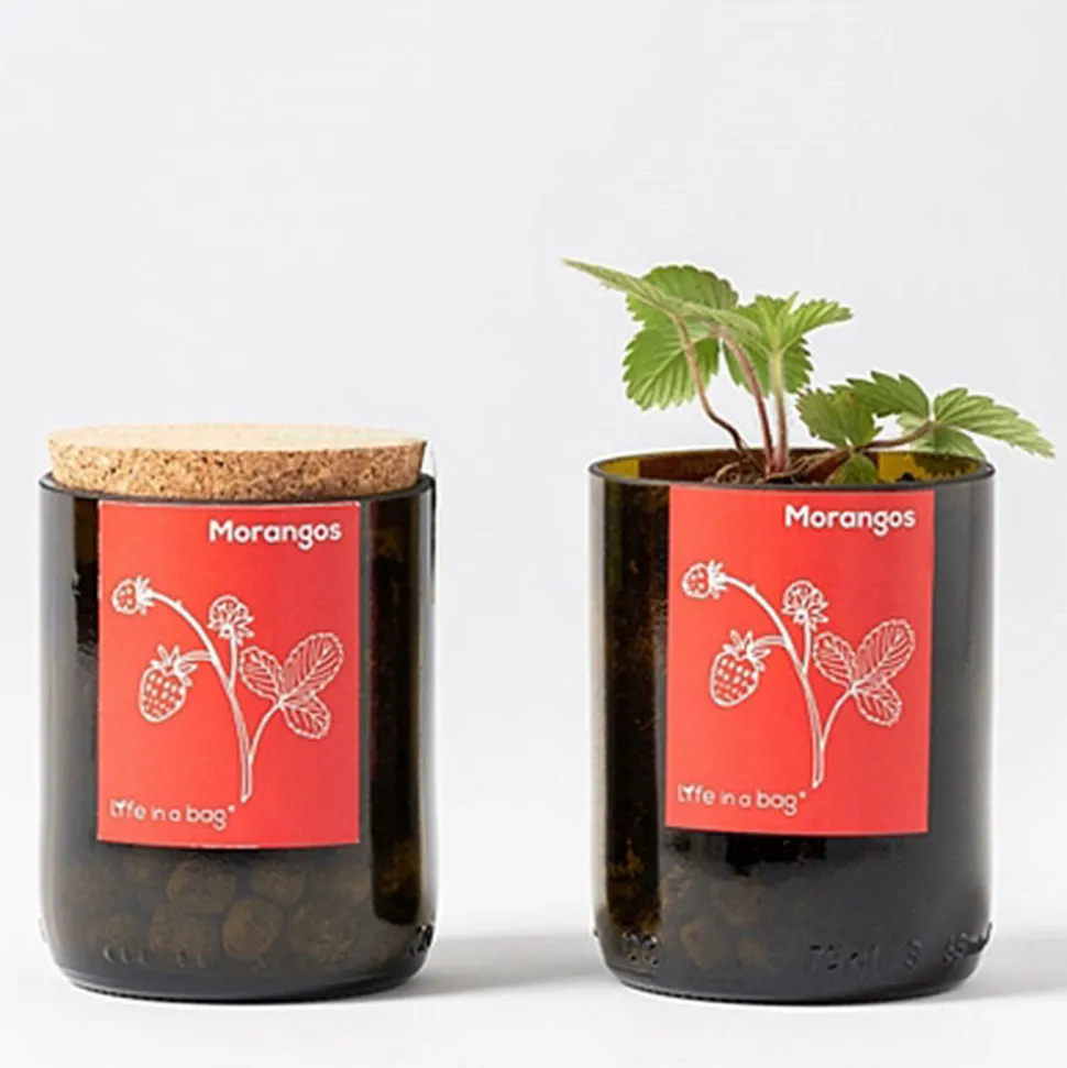 LIFE IN A BAG - Kit bouteille prêt à pousser fraises