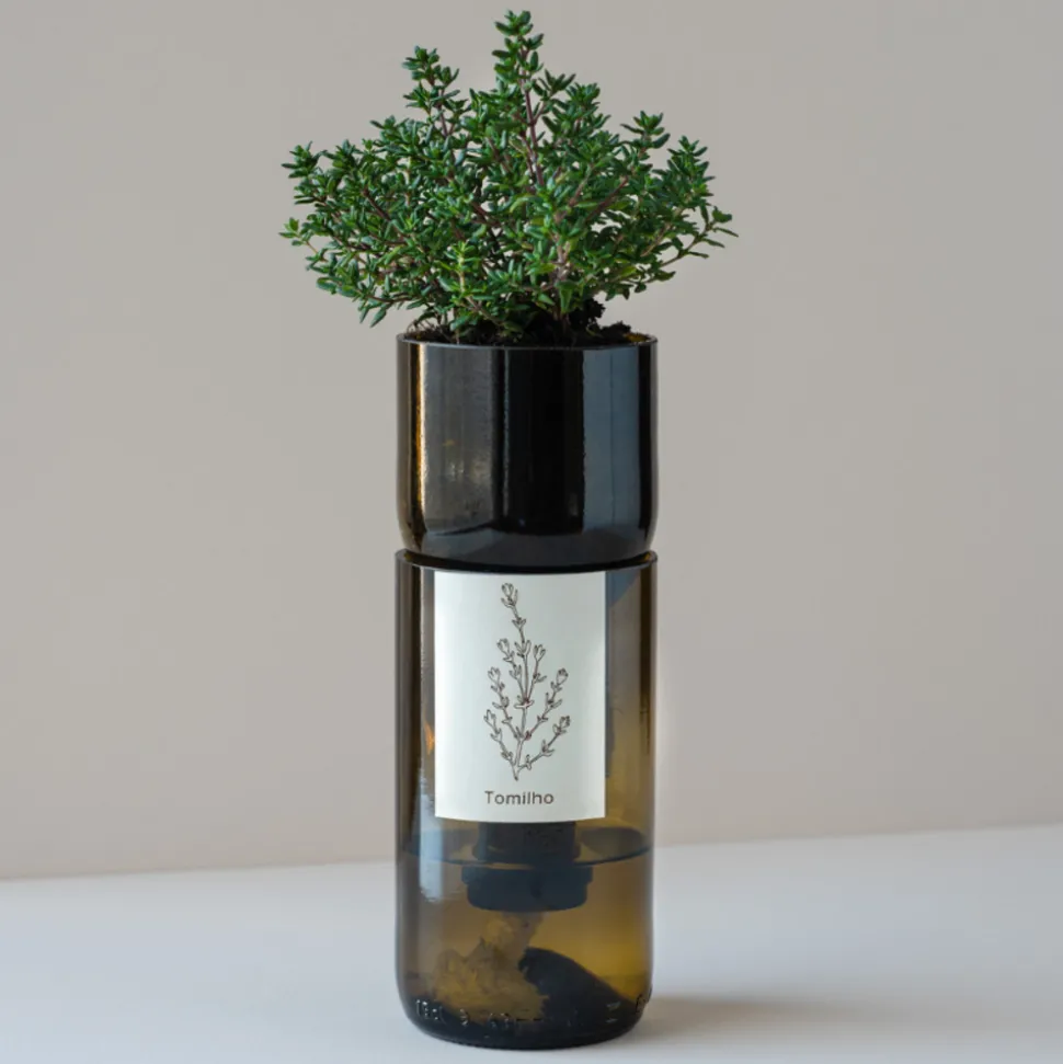 LIFE IN A BAG - Kit irrigation basilic prêt à pousser