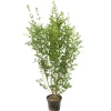 Ligustrum ovalifolium : H 100/125 cm : ctr 10 litres