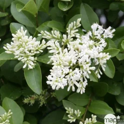Ligustrum ovalifolium : H 100/125 cm : ctr 10 litres