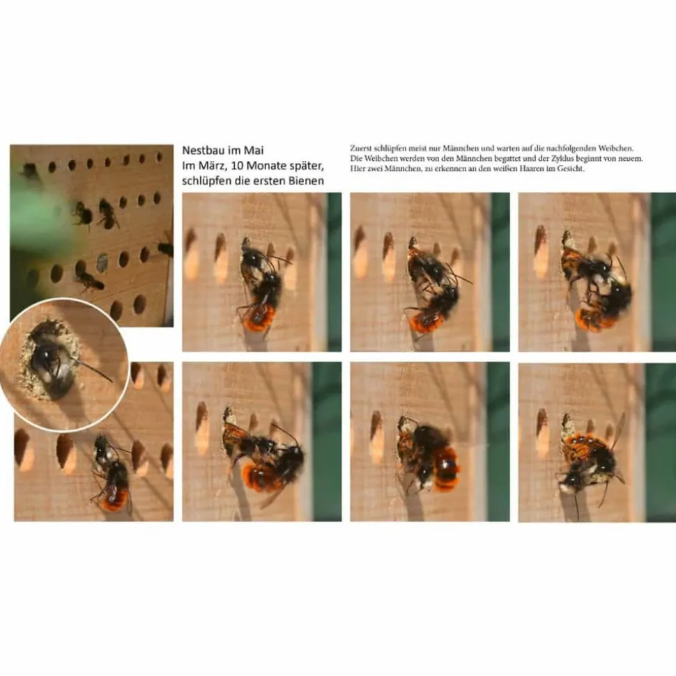 LUXUSINSEKTENHOTELS - Luxus-insektenhotels hôtel à insectes avec toit en hêtre maja naturel