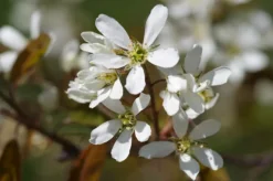 MA PÉPINIÈRE - Amelanchier canadensis glenform c15l baliveau 150/250 cm (hors pot)