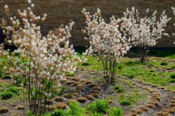 MA PÉPINIÈRE - Amelanchier canadensis glenform c15l baliveau 150/250 cm (hors pot)