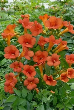 MA PÉPINIÈRE - Campsis mme gallen - pot 4 l