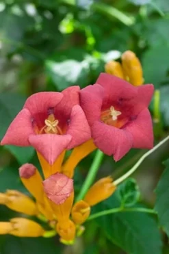 MA PÉPINIÈRE - Campsis mme gallen - pot 4 l