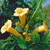 MA PÉPINIÈRE - Campsis yellow trompet - pot 4 l