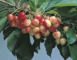 MA PÉPINIÈRE - Cerisier bigarreau coeur pigeon "bio" c10l gobelet 3 ans d'âge 125/150cm (hors pot)