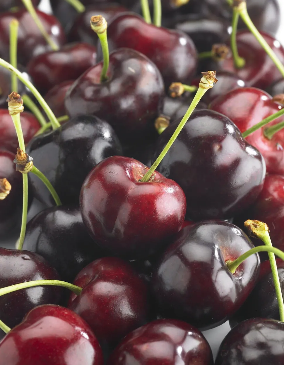 MA PÉPINIÈRE - Cerisier bigarreau burlat "bio" c10l gobelet 2 ans d'âge 125/150cm (hors pot)