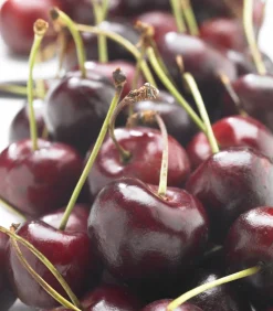 MA PÉPINIÈRE - Cerisier bigarreau reverchon "bio" - pot 10 l