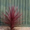 MA PÉPINIÈRE - Cordyline australis red star - pot 4 l