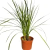 MA PÉPINIÈRE - Cordyline indivisa - pot 10 l - h 120 cm