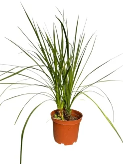 MA PÉPINIÈRE - Cordyline indivisa - pot 10 l - h 120 cm